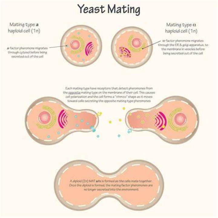 How many types of mating are there?