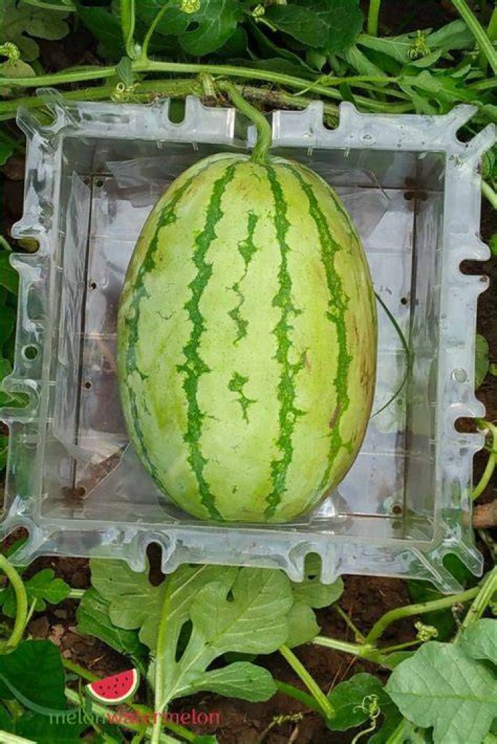 How much can you sell a square watermelon for?