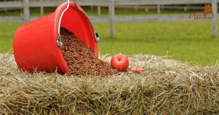 How much grain do horses need a day?