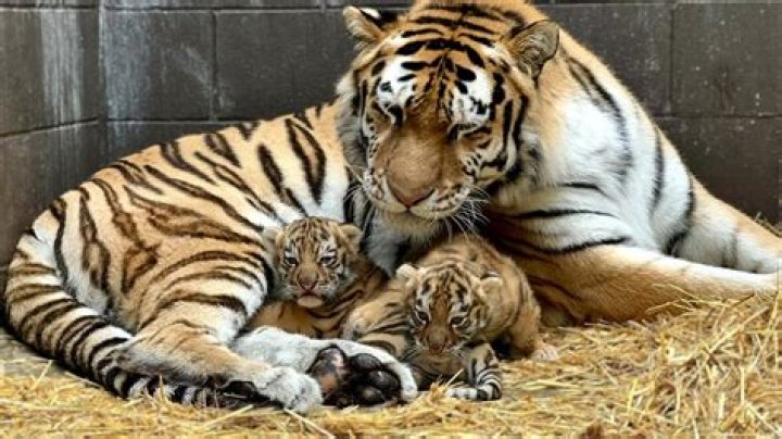 How much is a tiger cub worth?