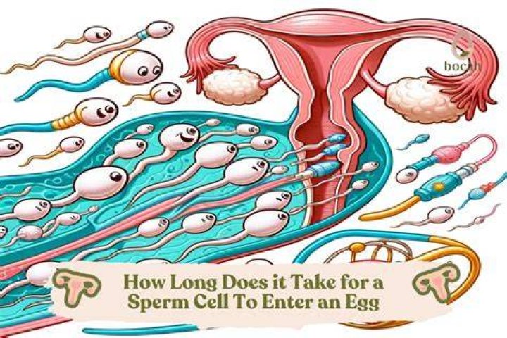 How much sperm is in a straw?
