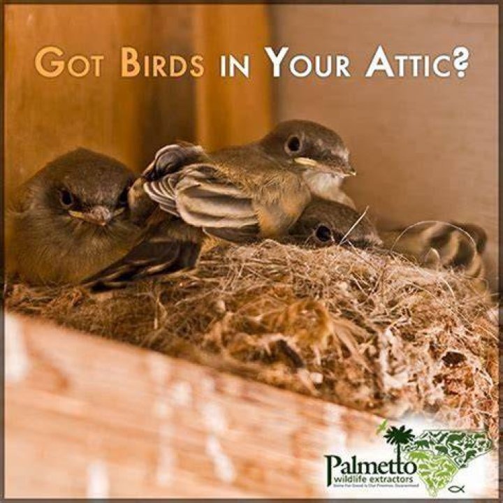 How often do birds need to eat?