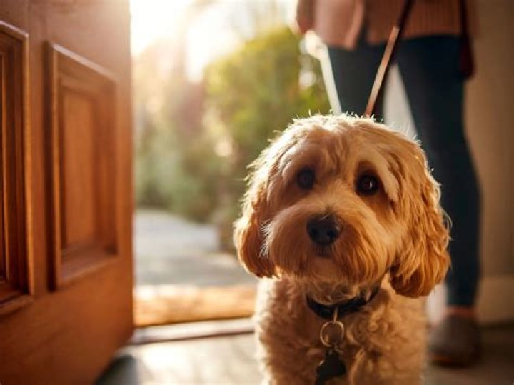 How often do dogs need to go out?