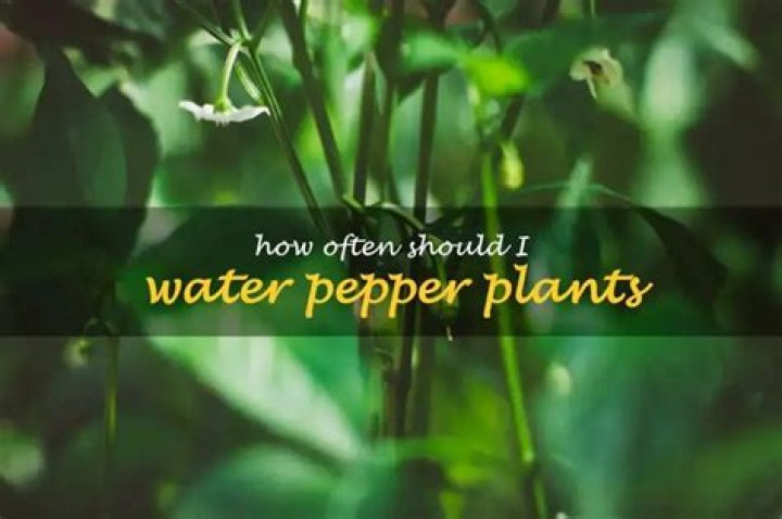 How often should I water pepper plants?