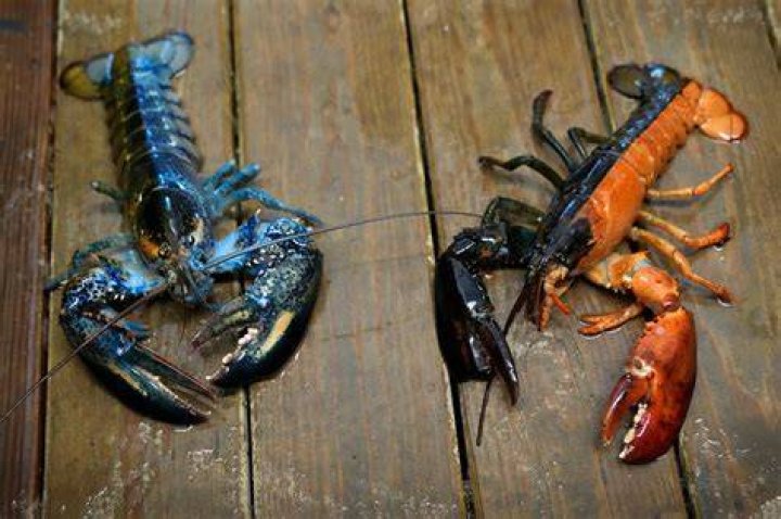 How rare is a green lobster?