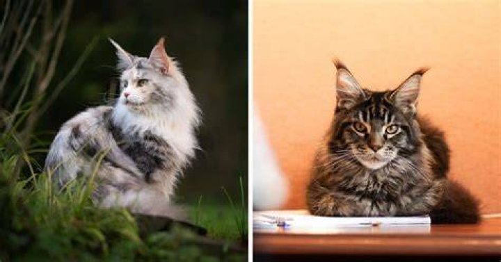 How smart is a cat?