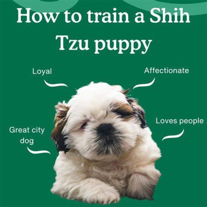 【How-to】Are shih tzus hard to potty train