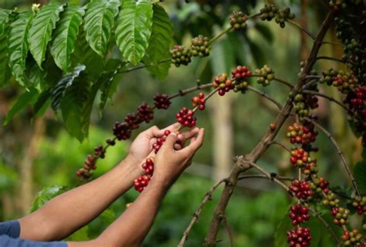 【How-to】Can coffee beans grow in the us