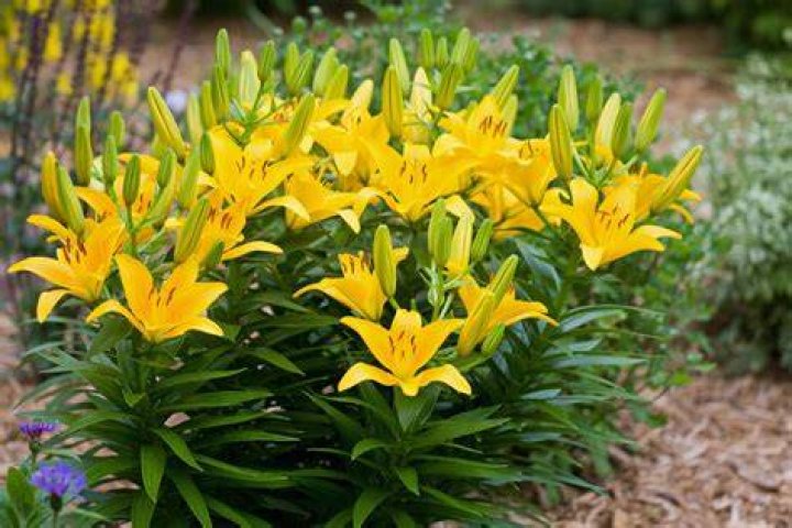 【How-to】Can i divide lilies in the spring