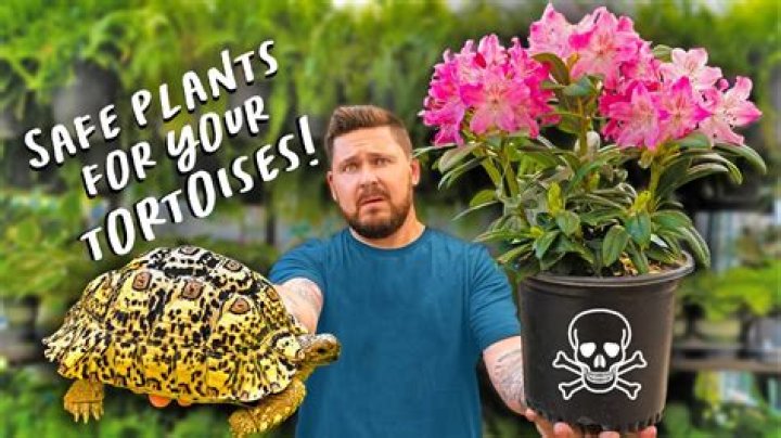 【How-to】Can tortoises eat strawberry - Howto.org
