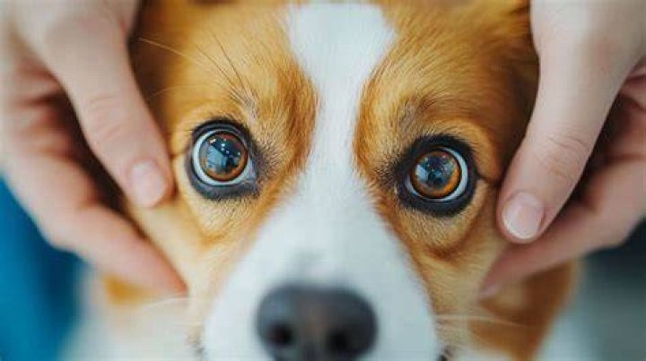 【How-to】Can you get contact lenses for dogs