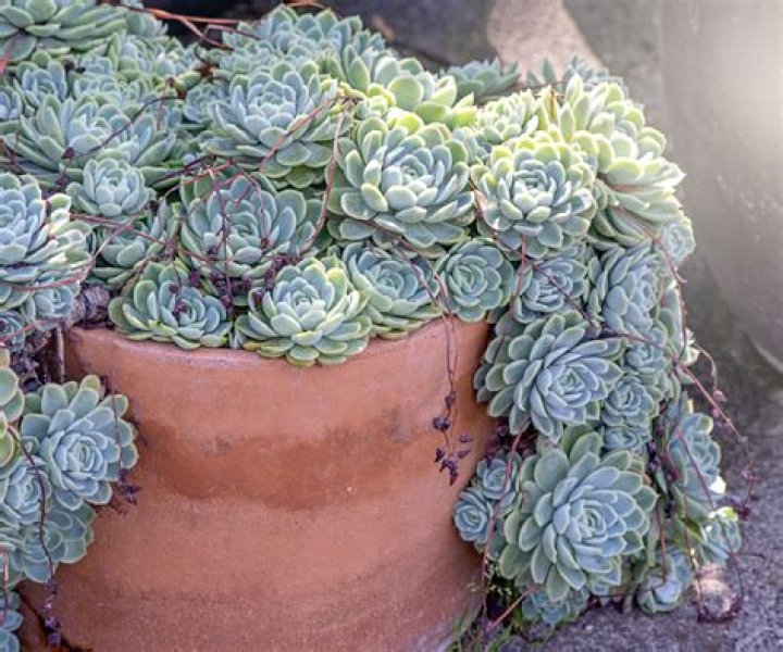 【How-to】Can you plant succulents in a pot without holes