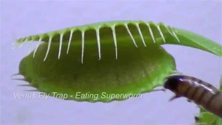 【How-to】Do animals eat venus fly traps