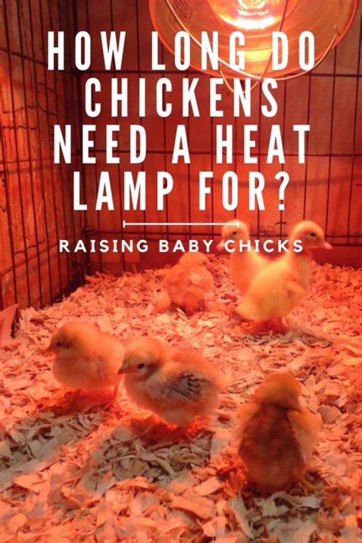 【How-to】Do ducklings need a heat lamp