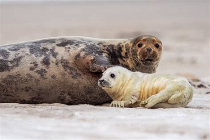 【How-to】Do grey seals mate for life