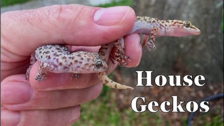 【How-to】Do house geckos eat spiders