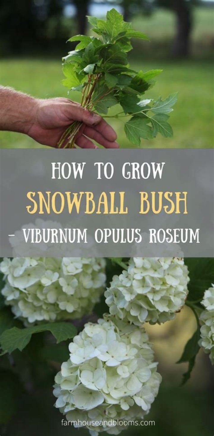 【How-to】Do snowball bushes grow fast