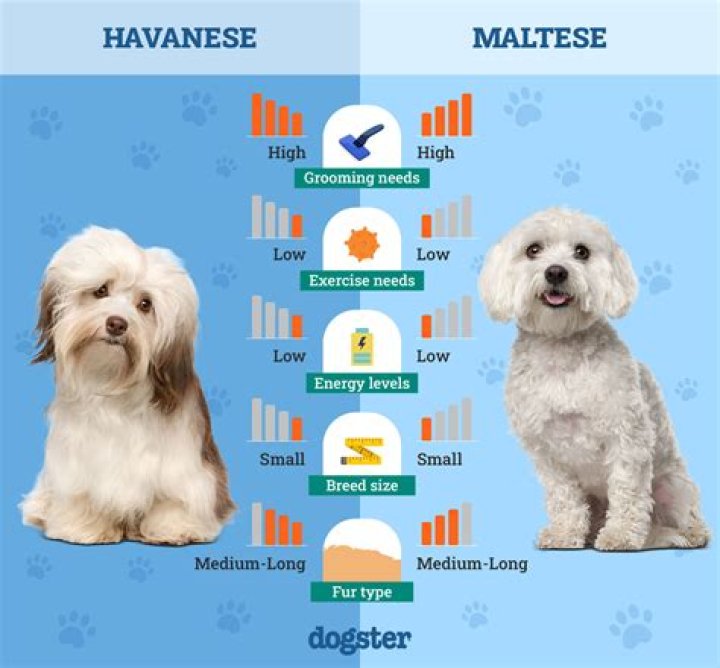 【How-to】How big do havanese get