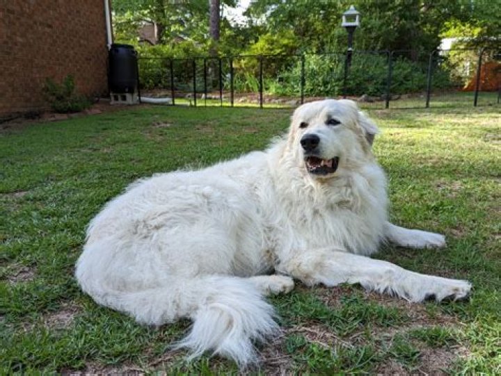 【How-to】How big does a great pyrenees mix get