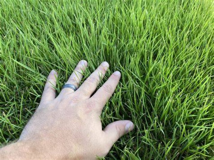 【How-to】How do you take care of emerald zoysia grass