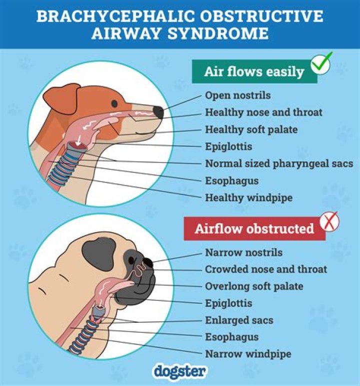 【How-to】How fast do dogs breathe
