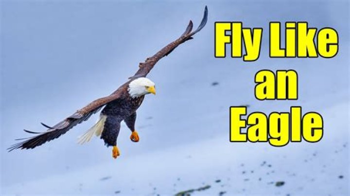 【How-to】How fast do eagles fly