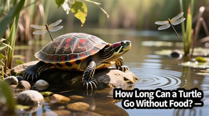 【How-to】How long can baby turtle go without food