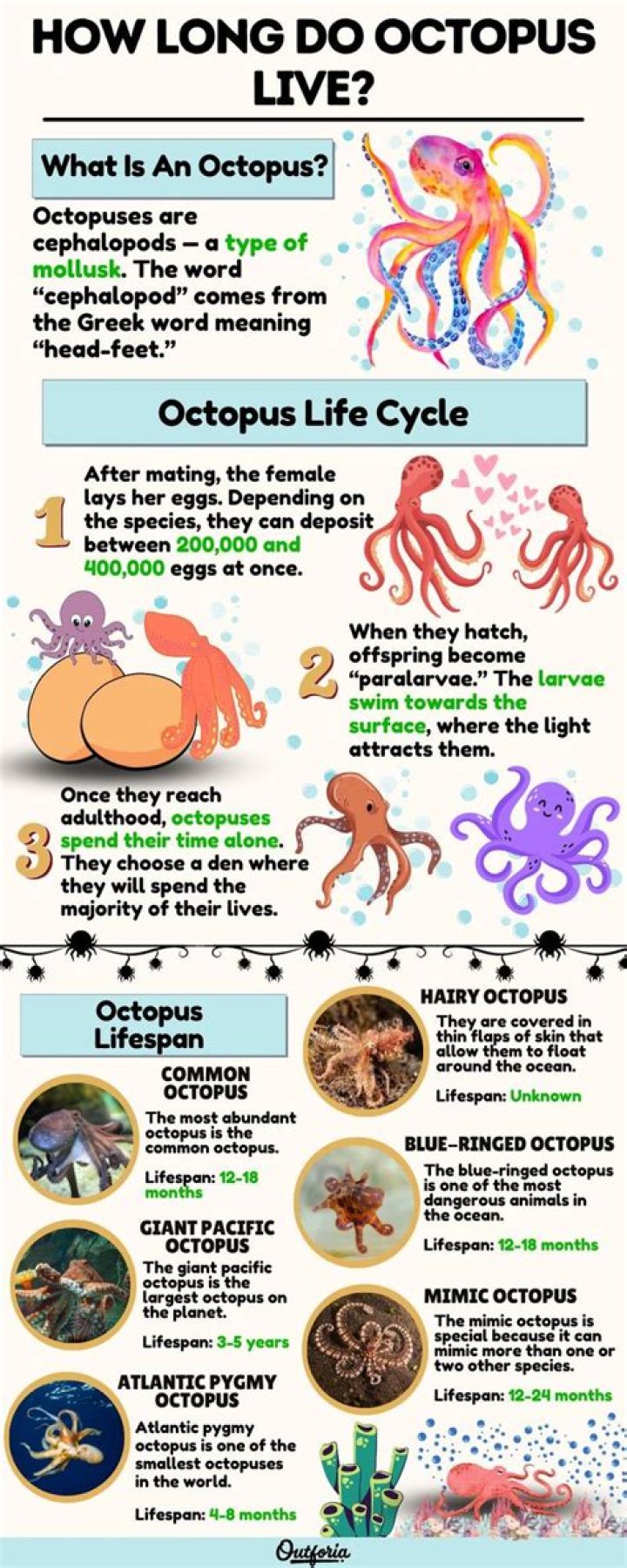 【How-to】How long do common octopus live