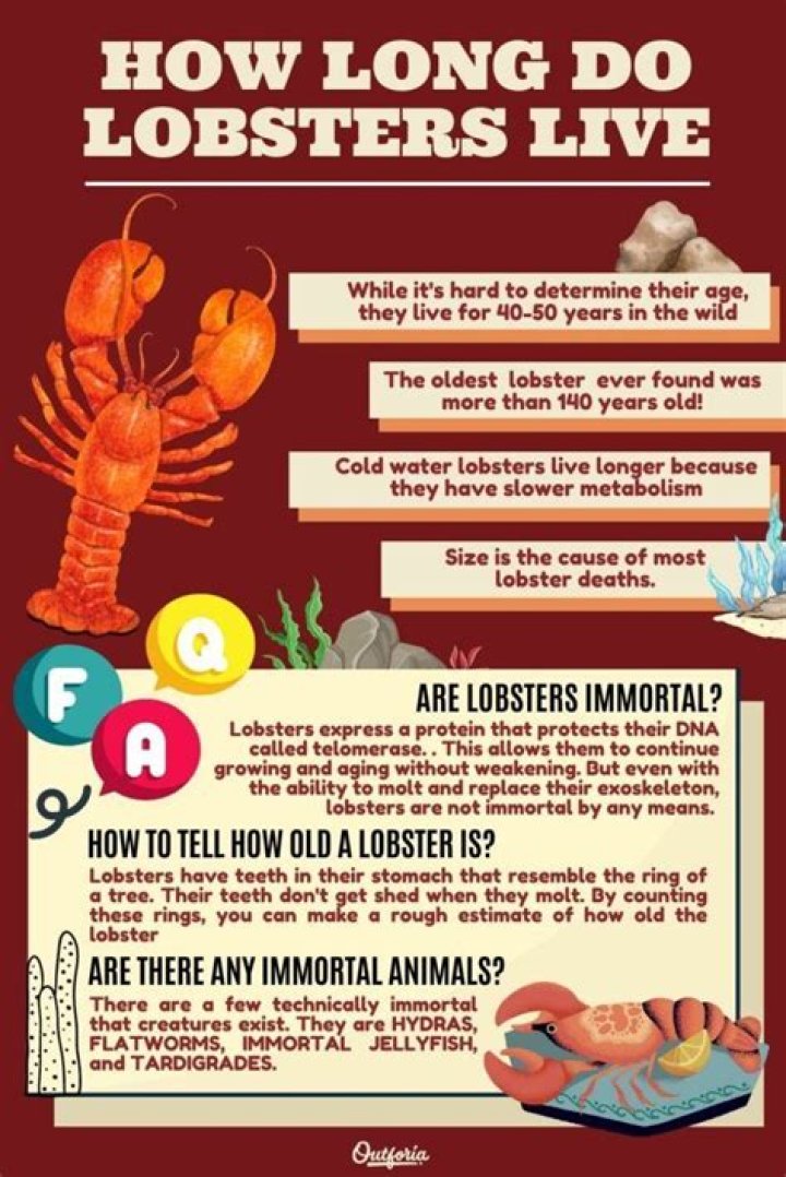 【How-to】How long do lobsters live out of water