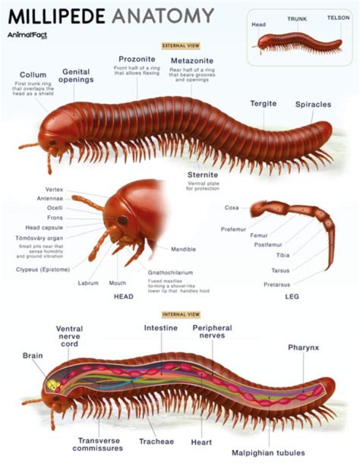 【How-to】How long do millipedes live