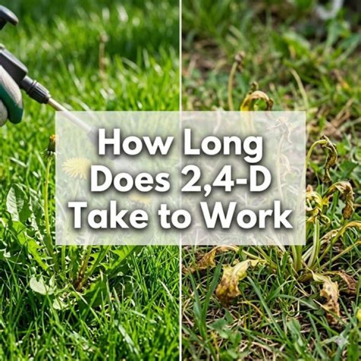 【How-to】How long does 2 4 d take to work