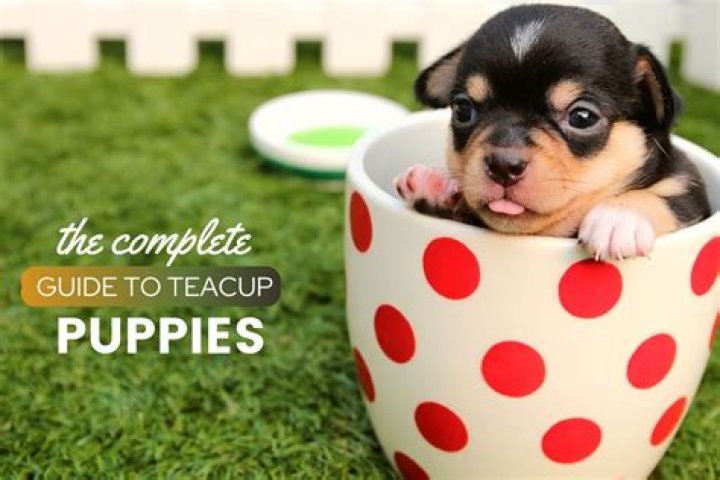 【How-to】How much does a teacup dog cost