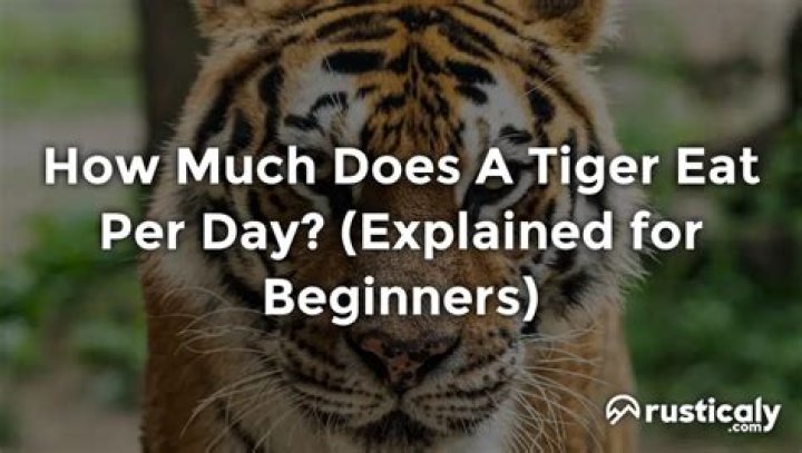 【How-to】How much does a tiger eat in a day