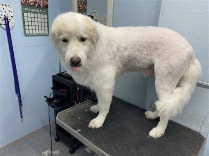 【How-to】How short can you cut a great pyrenees hair