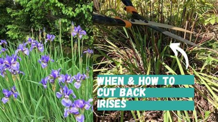 【How-to】How to Cut Back Irises in the Fall
