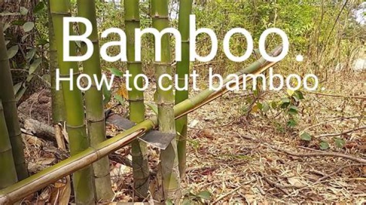 【How-to】How to Cut Bamboo - Howto.org