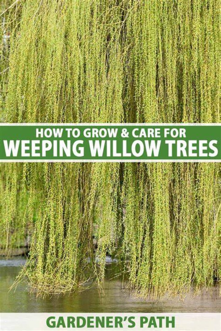 【How-to】How to Farm Willow Trees in RuneScape