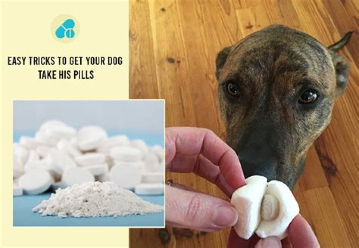 【How-to】How to get a dog to take a pill when he won't eat