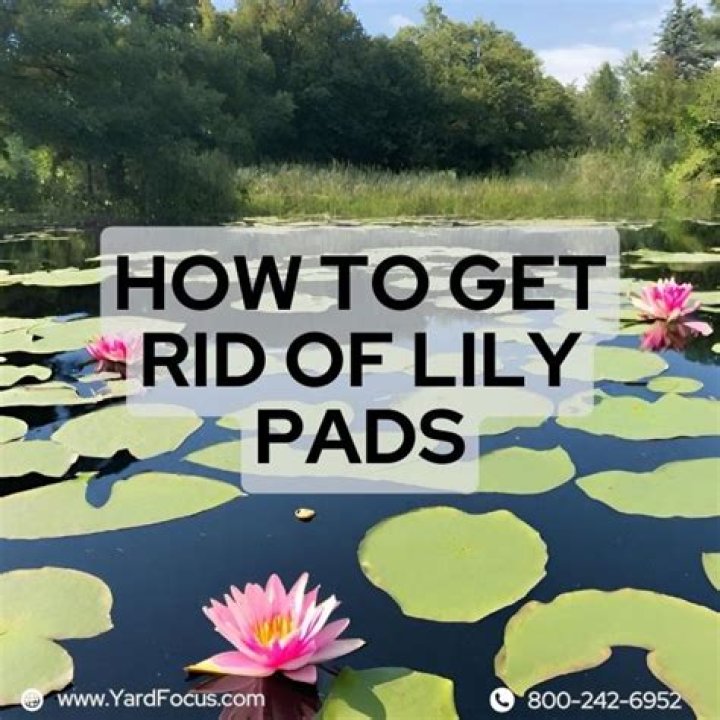 【How-to】How to get rid of lily pads