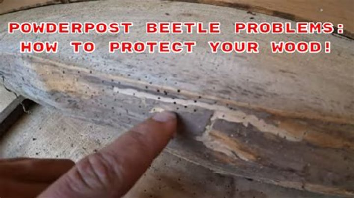 【How-to】How to get rid of powderpost beetles