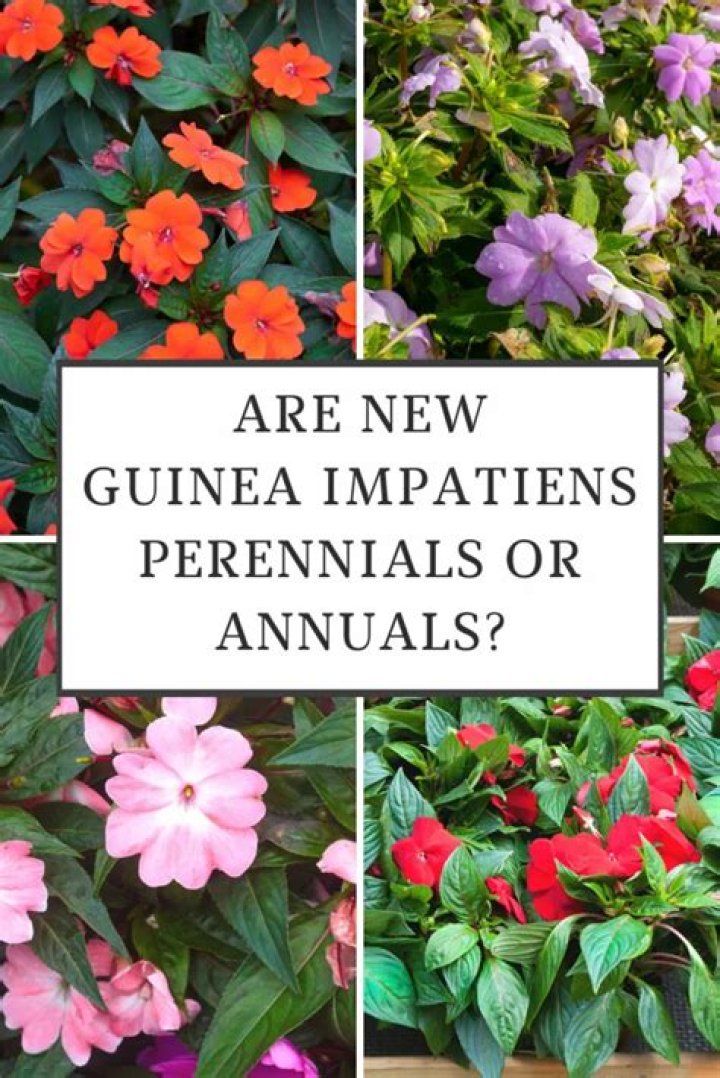 【How-to】How to Grow New Guinea Impatiens Indoors
