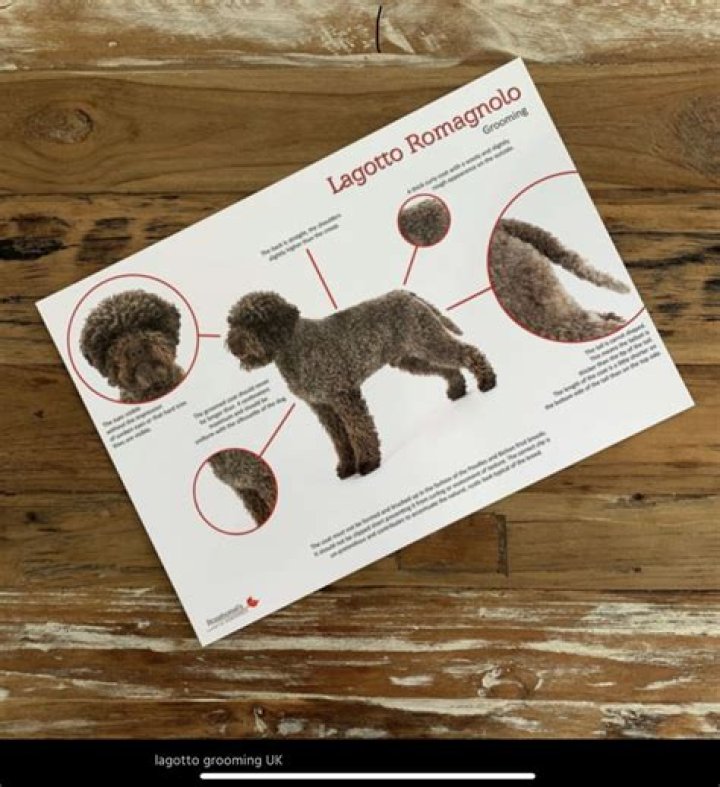 【How-to】How to Identify a Lagotto Romagnolo