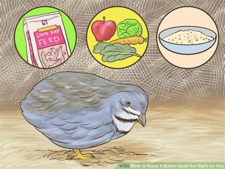 【How-to】How to Know if Button Quail Are Right for You