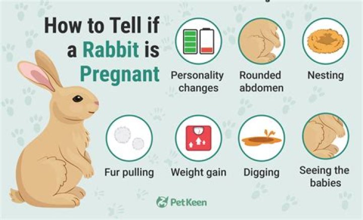 【How-to】How to Know if Your Rabbit is Pregnant
