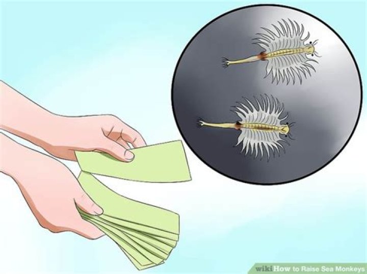 【How-to】How to Raise Sea Monkeys