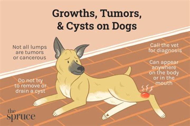 【How-to】How to remove a tumor on a dog at home