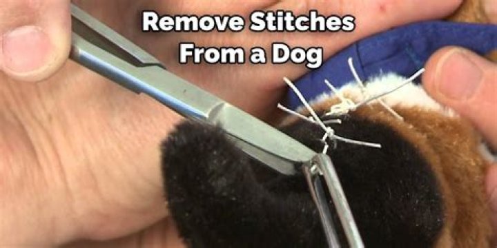 【How-to】How to remove stitches from a dog