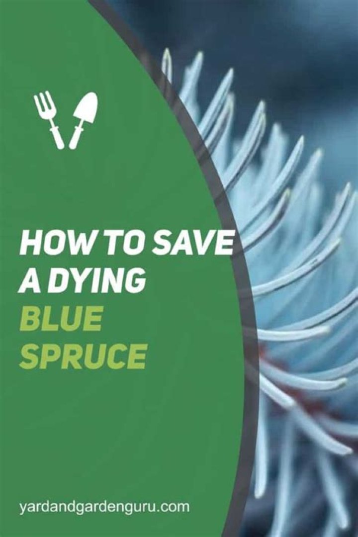 【How-to】How to save a dying blue spruce