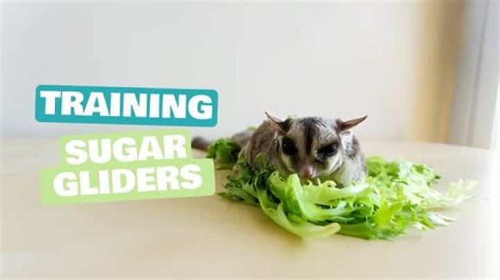 【How-to】How to Train Sugar Gliders