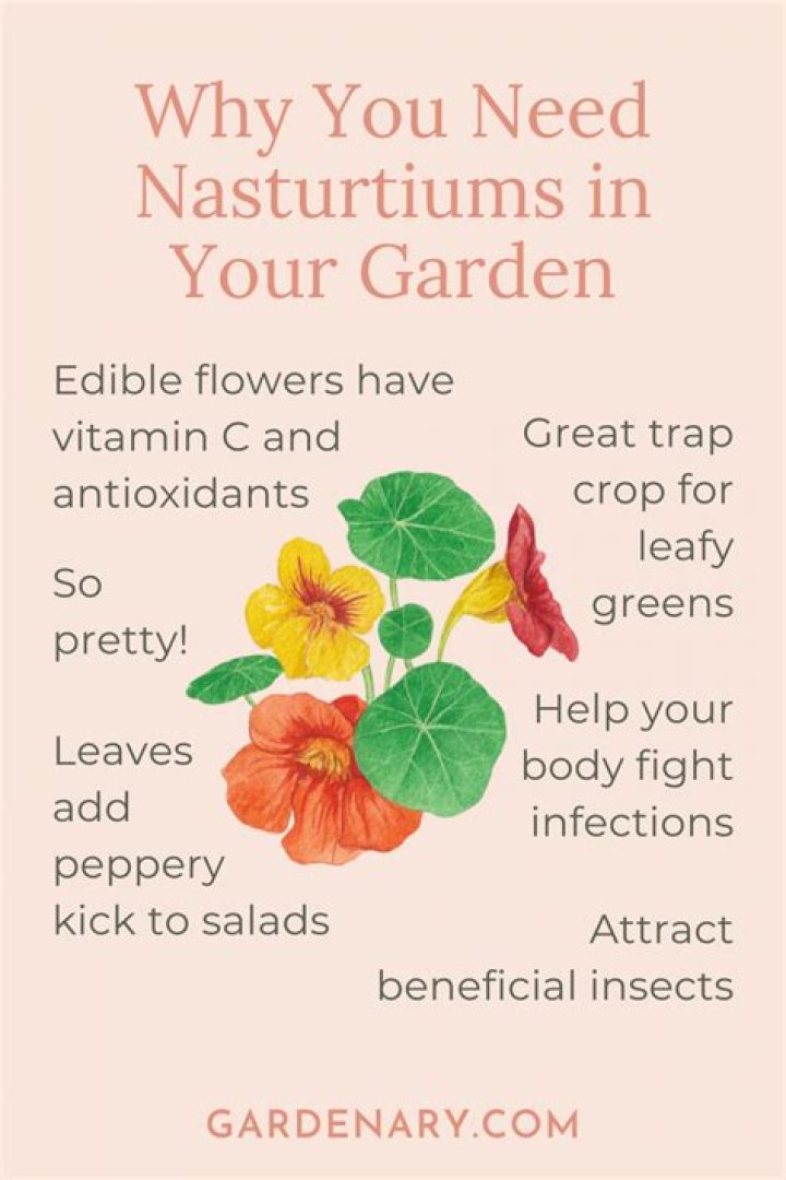 【How-to】How to Use Nasturtiums in Food